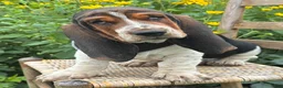 Basset Hound dogs for sale: Walter - Ad 17