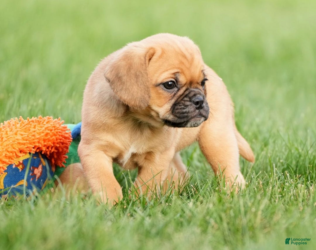 Puggle dogs for sale: Ripley - Ad 8