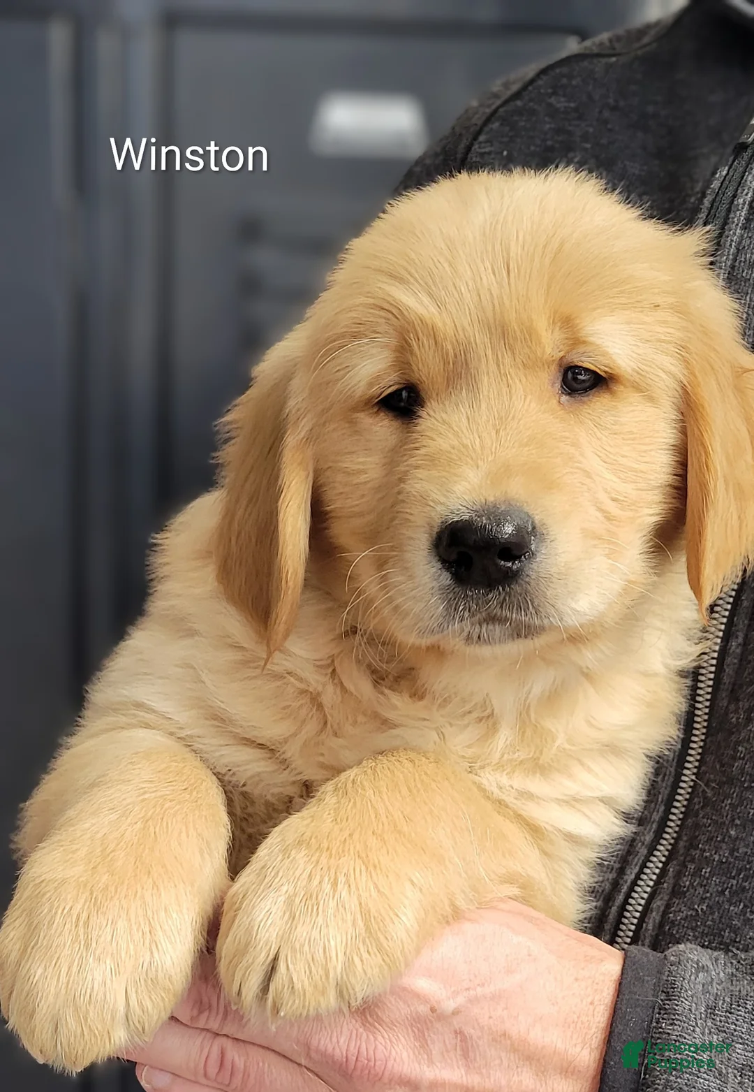 Golden Retriever dogs for sale: Winston - Ad 1