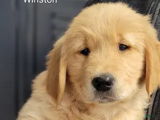 Golden Retriever dogs Winston - Ad 2