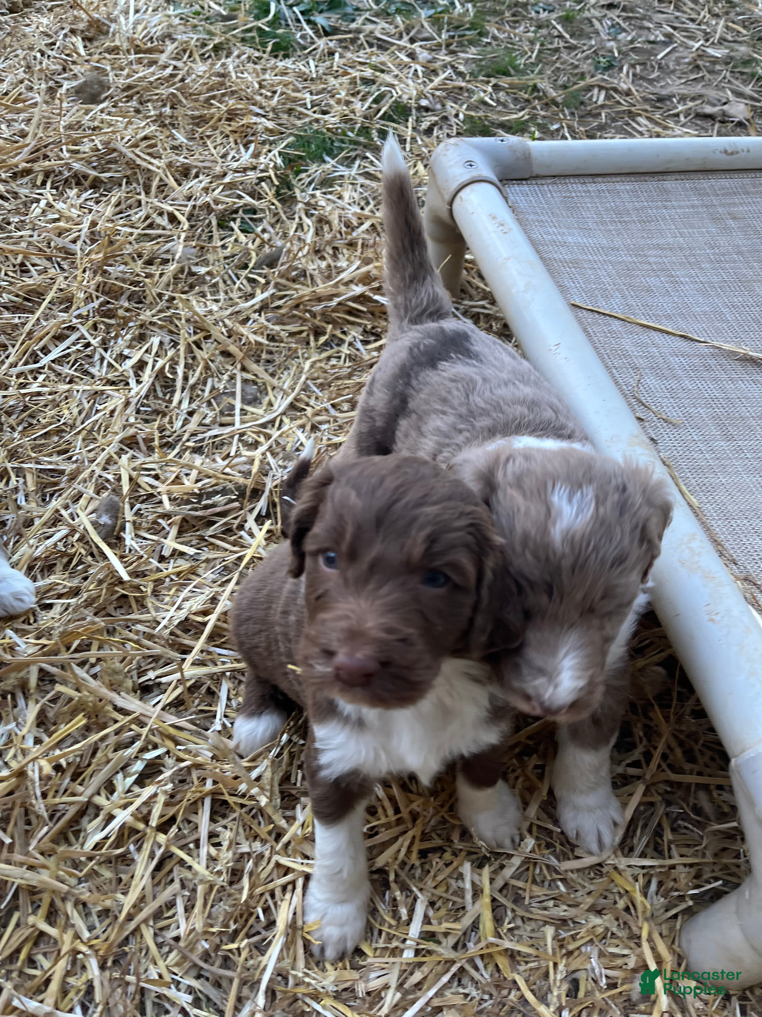 Aussiedoodle dogs Aussiedoodle Puppy 2 - Ad 2