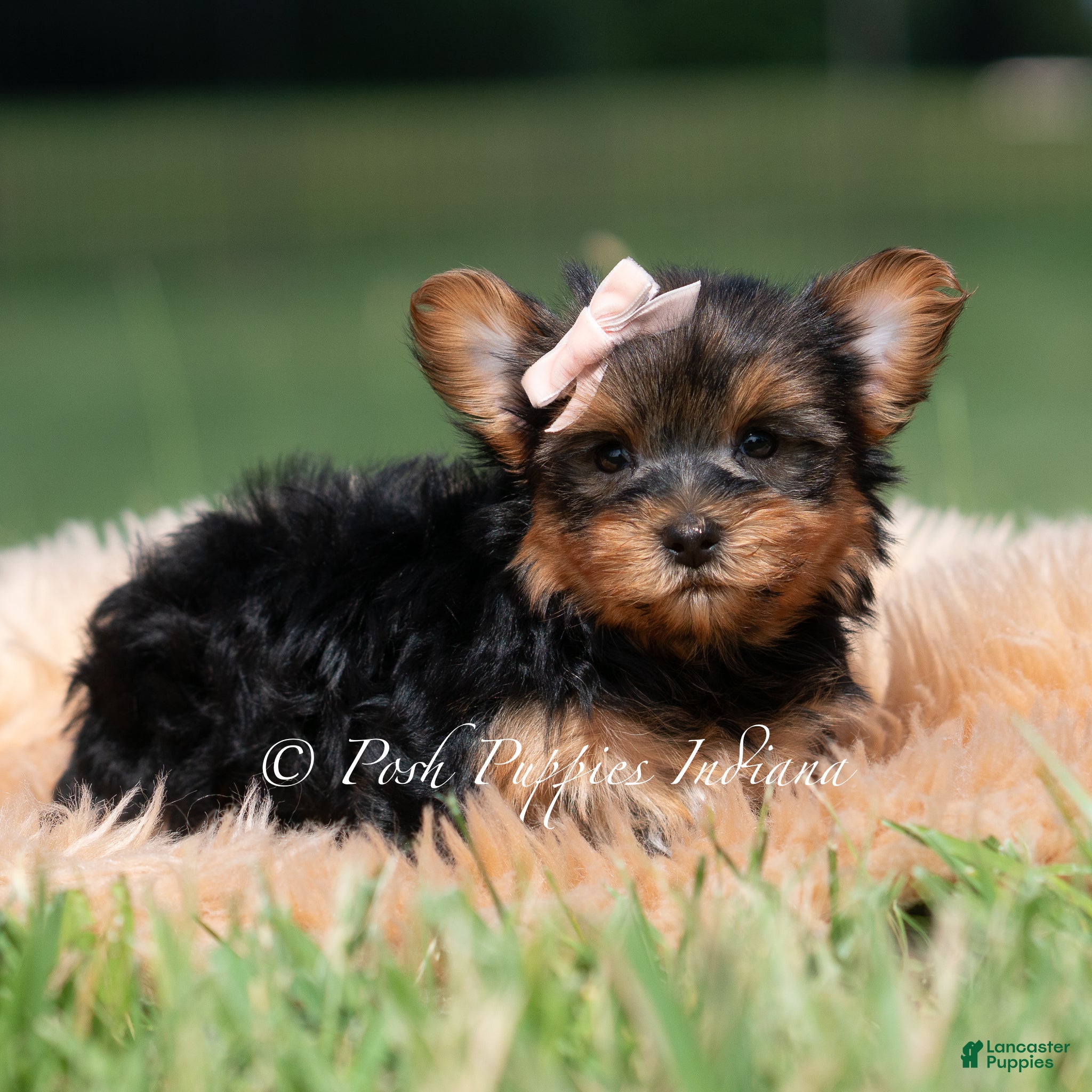 Yorkshire Terrier dogs Jellybean - Ad 36