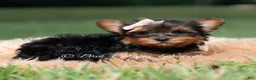 Yorkshire Terrier dogs for sale: Jellybean - Ad 1