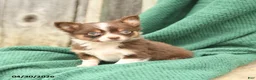 Chihuahua dogs for sale: Peanut  - Ad 2