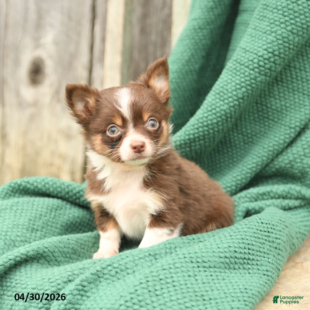 Chihuahua dogs for sale: Peanut  - Ad 2