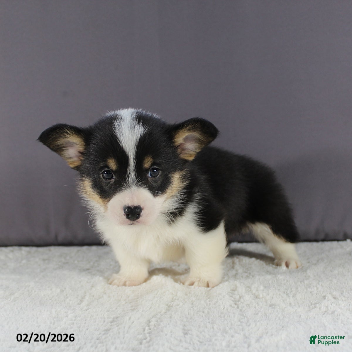 Welsh Corgi Pembroke dogs Lola - Ad 2