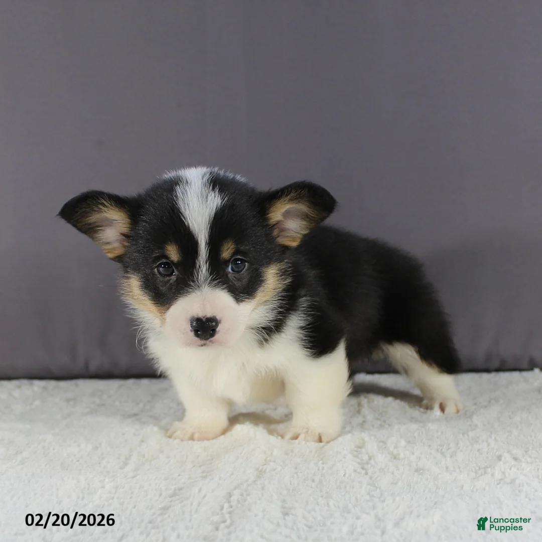 Welsh Corgi Pembroke dogs for sale: Lola - Ad 2