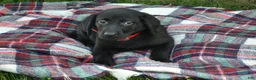 Labrador Retriever dogs for sale: Kate - Ad 2