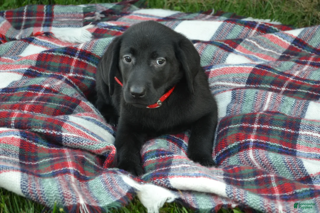Labrador Retriever dogs for sale: Kate - Ad 2