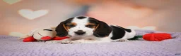 Beagle dogs for sale: OTIS - Ad 4