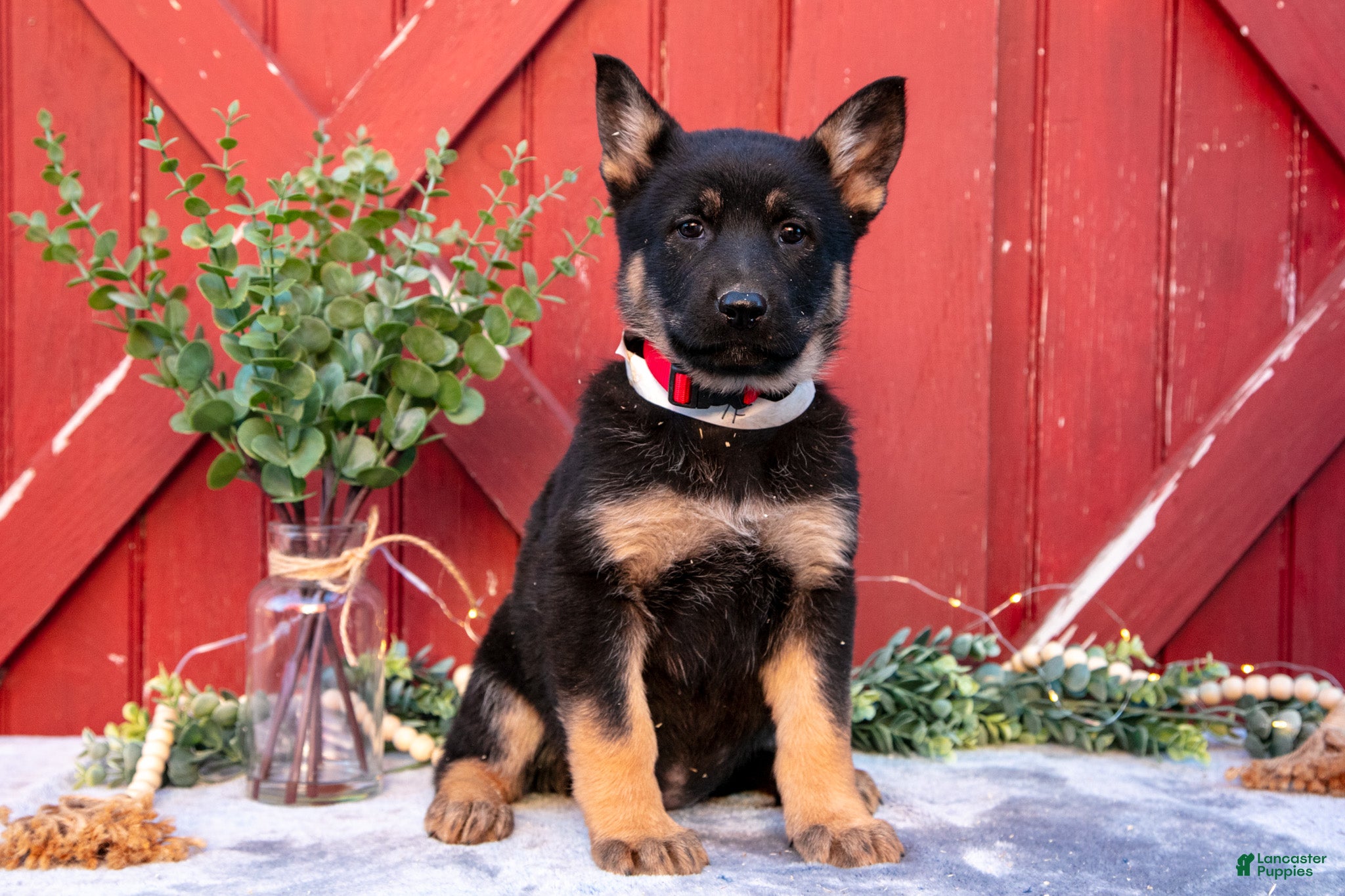 German Shepherd dogs Addie - Ad 1