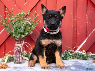 German Shepherd dogs for sale: Addie - Ad 2