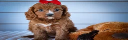 Cavapoo dogs for sale: Kristina   - Ad 3