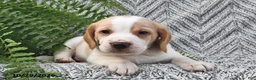 Mixed Breed dogs for sale: Parker  - Ad 3