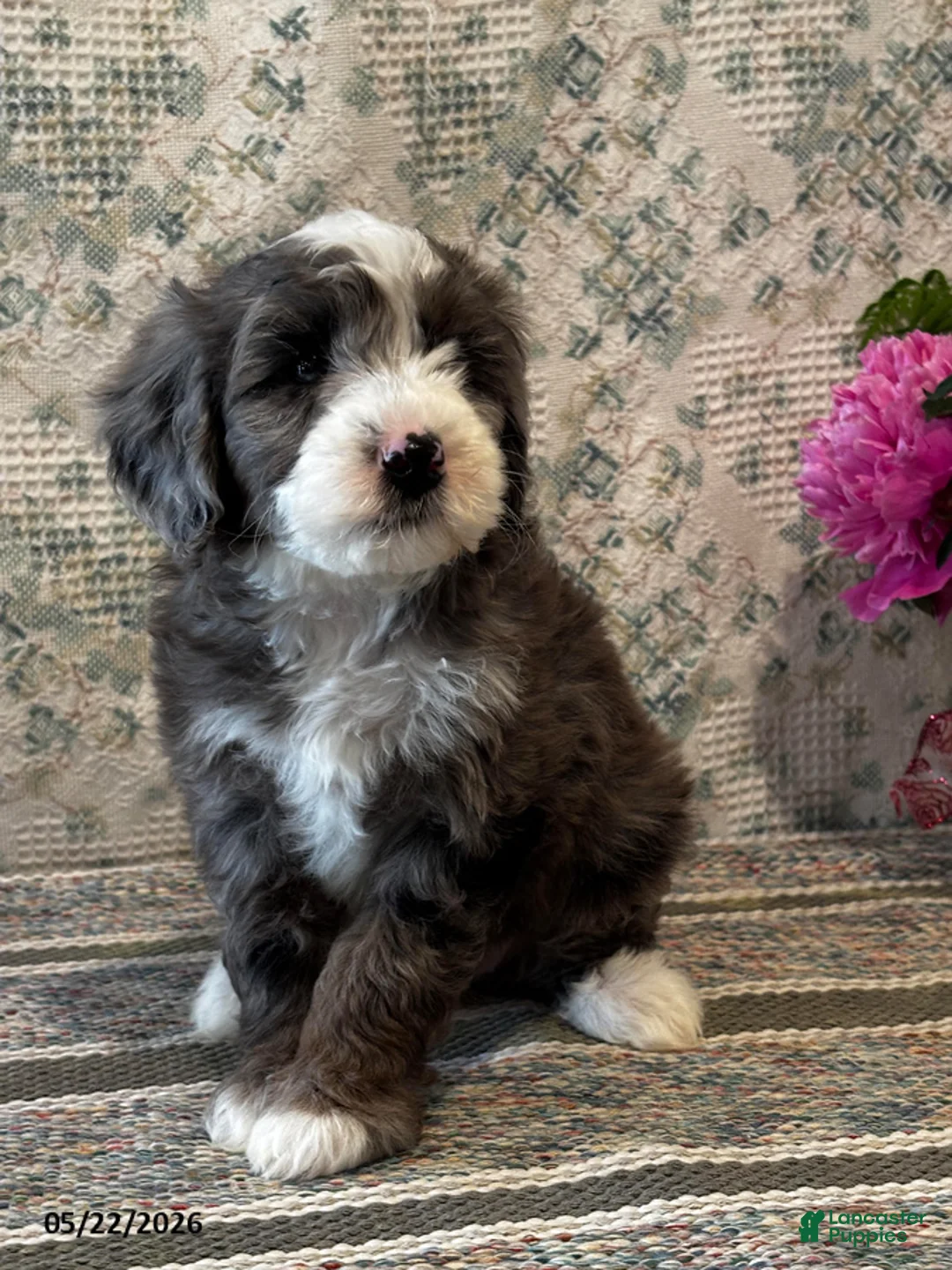 Mini Sheepadoodle dogs for sale: Lexi   - Ad 2