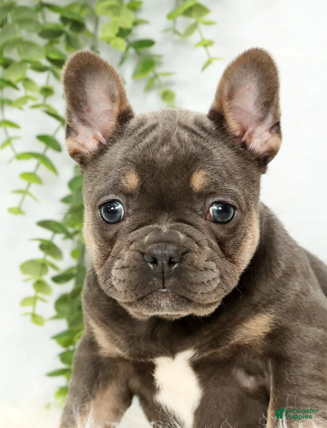 Frenchton dogs for sale: Courtney - Ad 6
