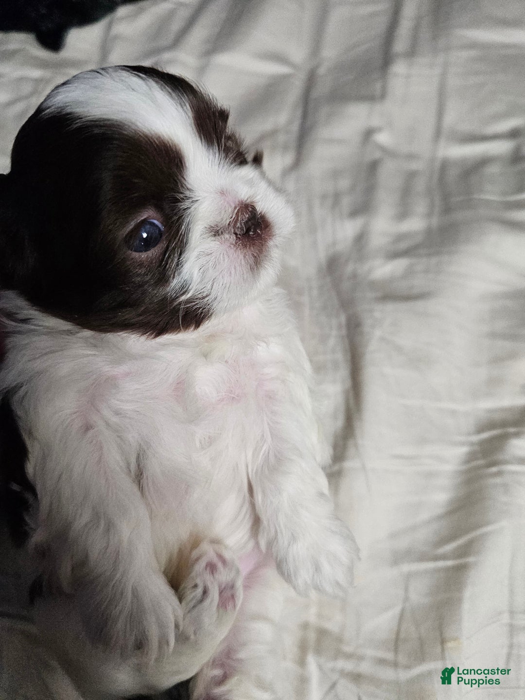Shih Tzu dogs for sale: Bizkit - Ad 3