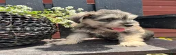 Miniature Schnauzer dogs for sale: Abby - Ad 6