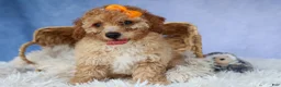 Miniature Poodle dogs for sale: WAYNE - Ad 7