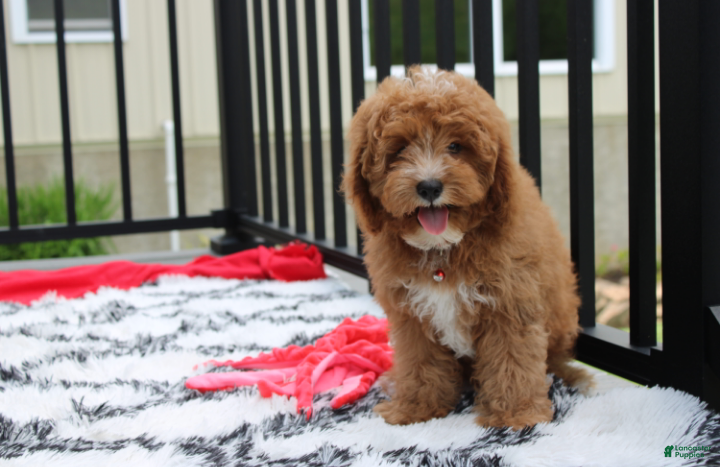 Cavapoo dogs Lenny  - Ad 1