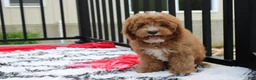 Cavapoo dogs for sale: Lenny  - Ad 1