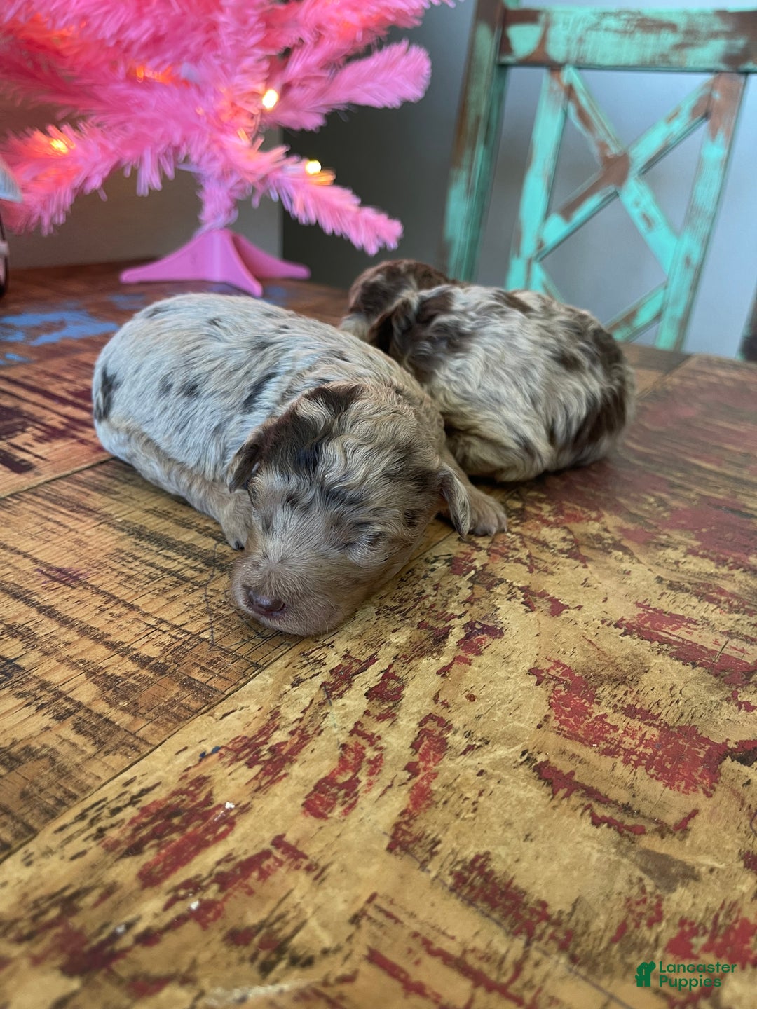 Miniature Poodle dogs for sale: Akc Chocolate Merle Phantom boy 2 - Ad 14