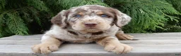 Labradoodle dogs for sale: Bitsy - Ad 5