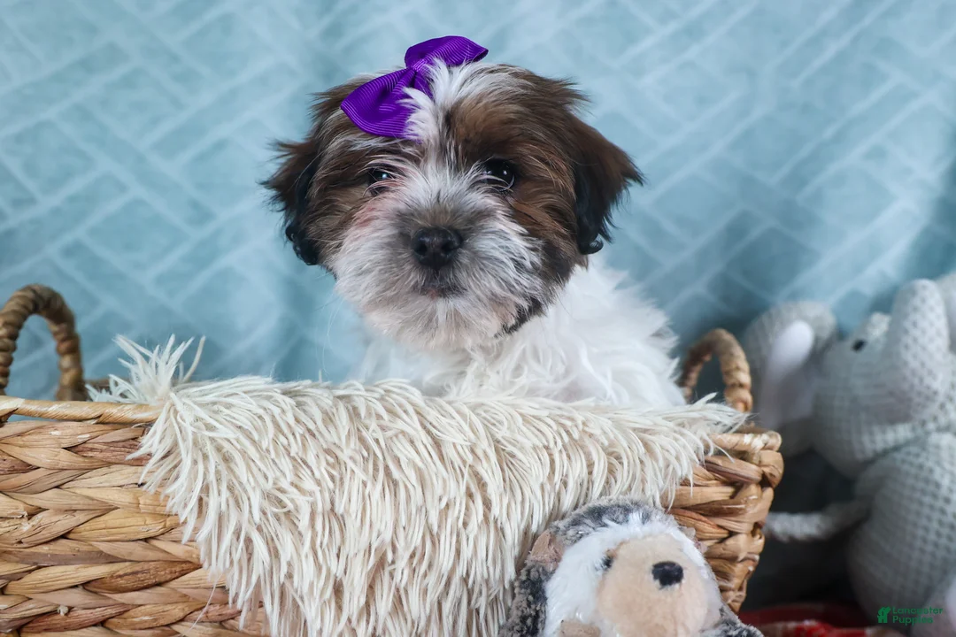 Teddy Bear dogs for sale: GINGER - Ad 10