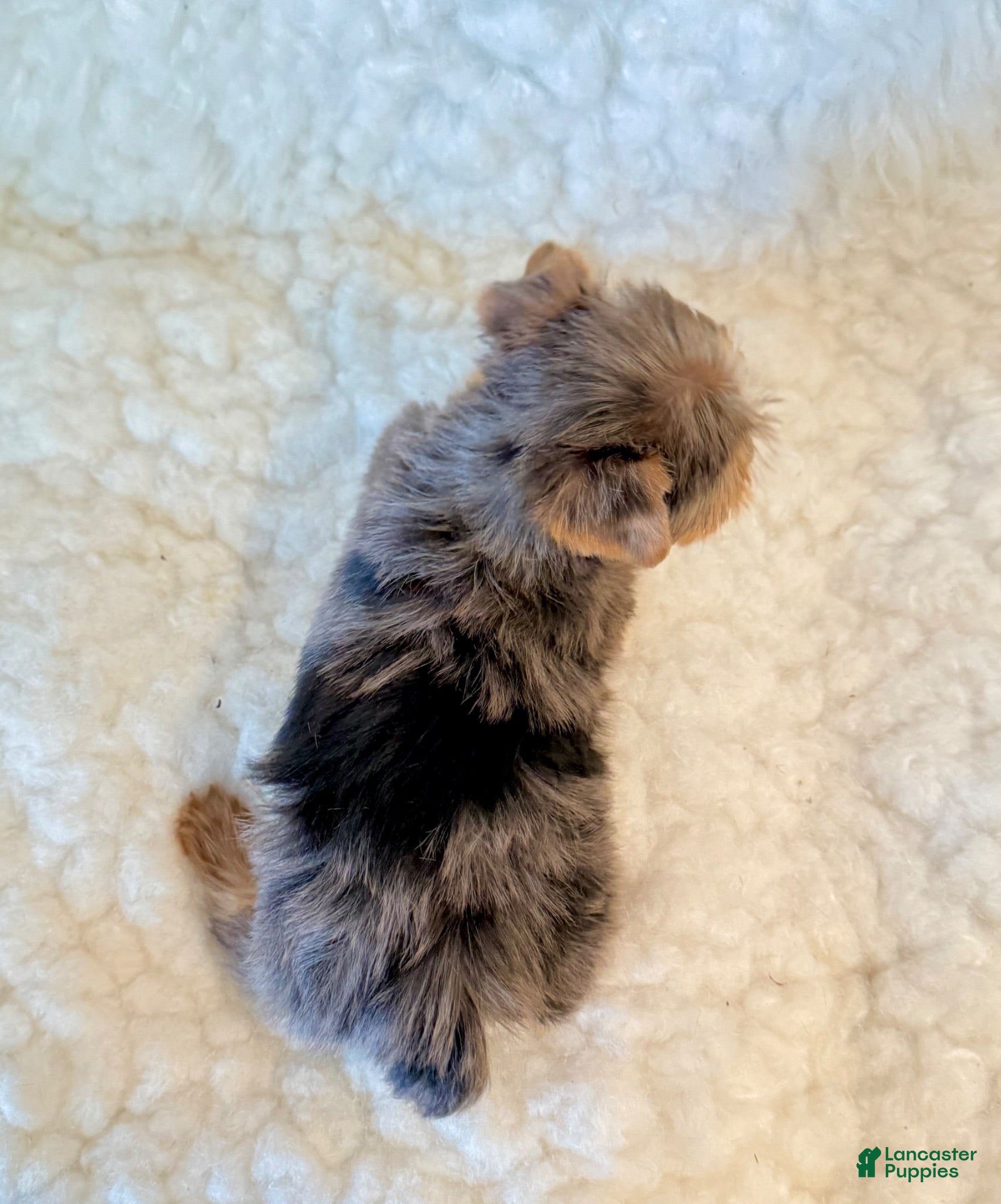 Yorkshire Terrier dogs Blue tiny toy - Ad 2