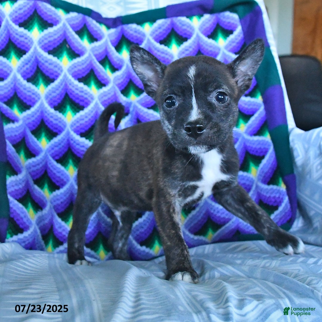 Other breed dogs for sale: Buck - Ad 10