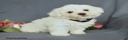 Bichon Frise dogs for sale: Leo - Ad 2
