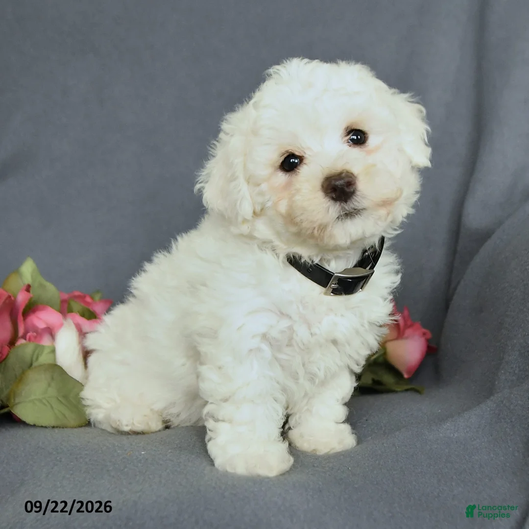 Bichon Frise dogs for sale: Leo - Ad 2