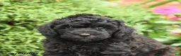 Miniature Poodle dogs for sale: Stella - Ad 5
