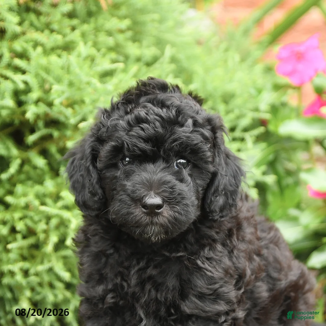 Miniature Poodle dogs for sale: Stella - Ad 5
