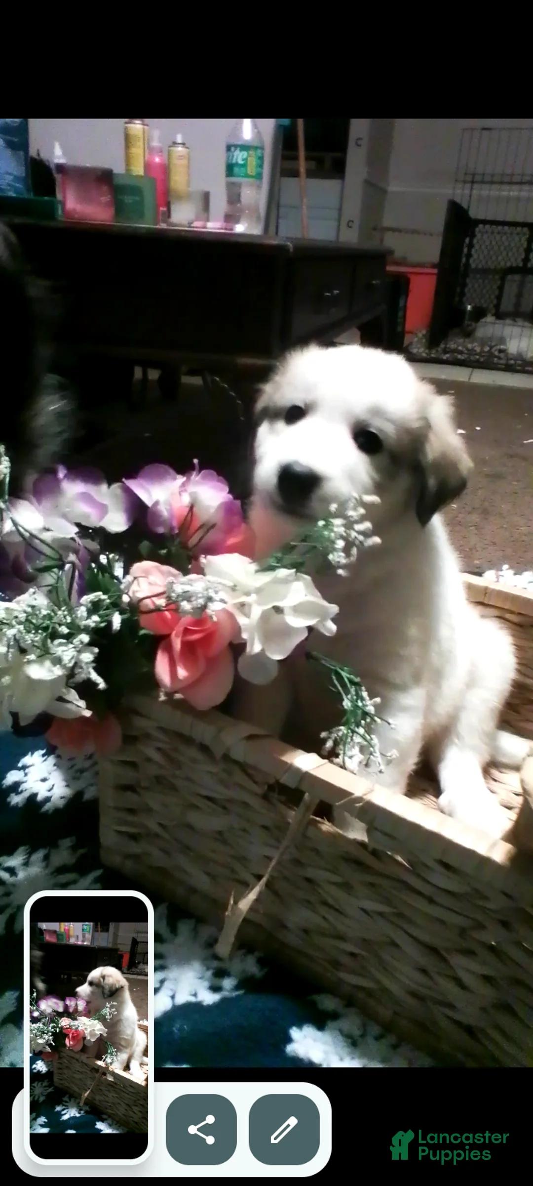 Mixed Breed dogs for sale: Buddy Boy  - Ad 4