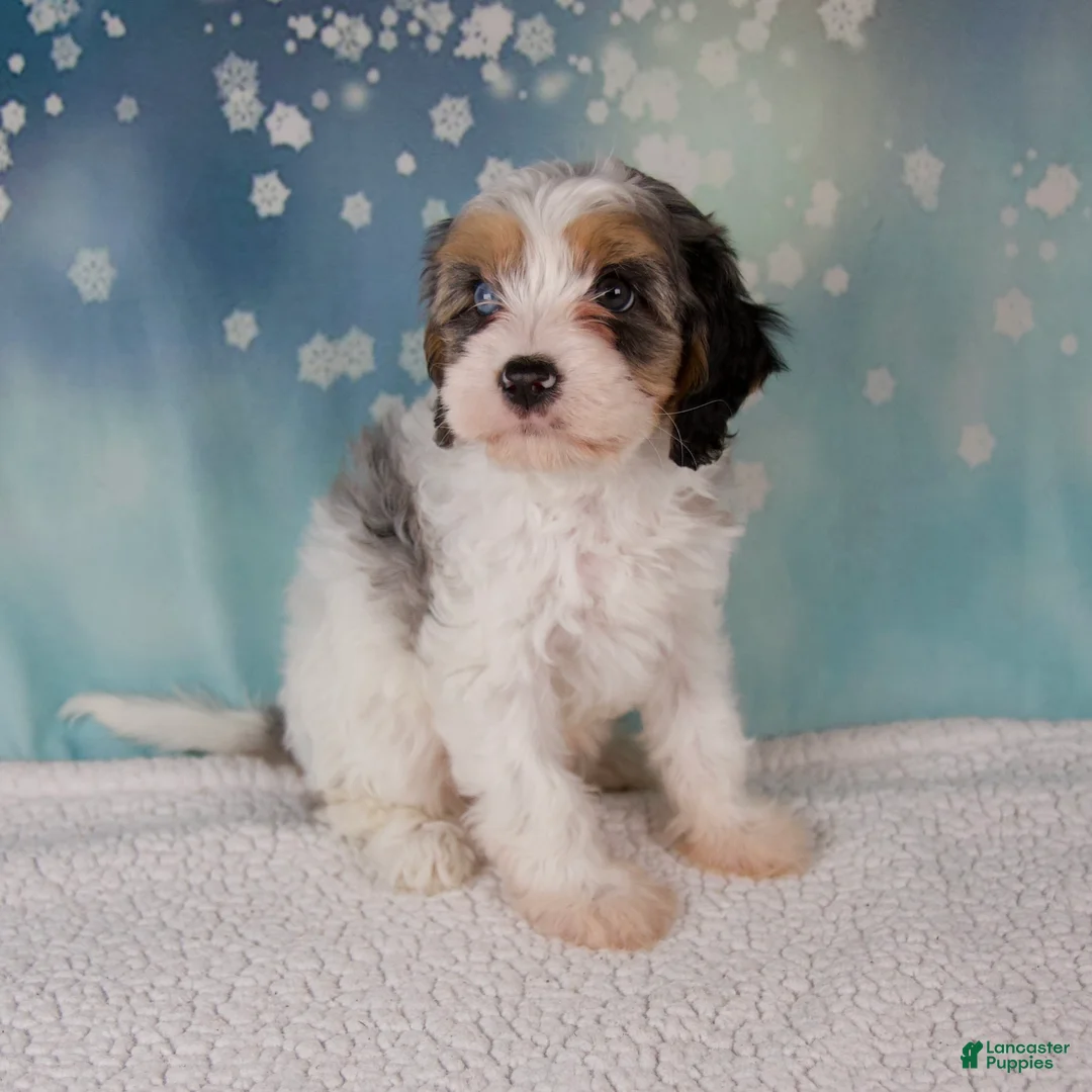 Cavapoo dogs for sale: Maggie - Ad 5