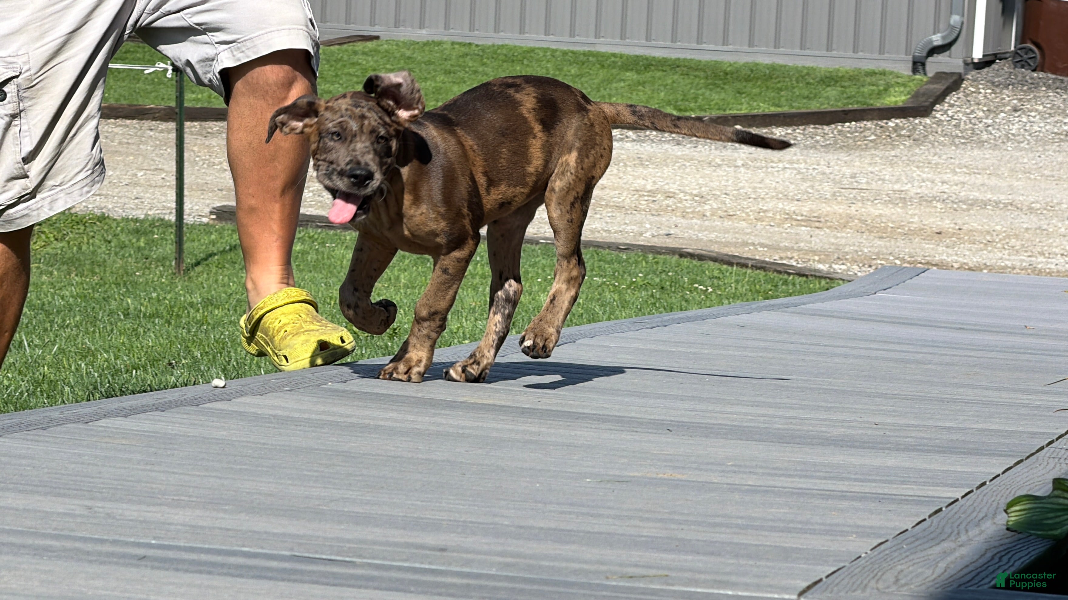 Great Dane dogs Melinda  - Ad 1