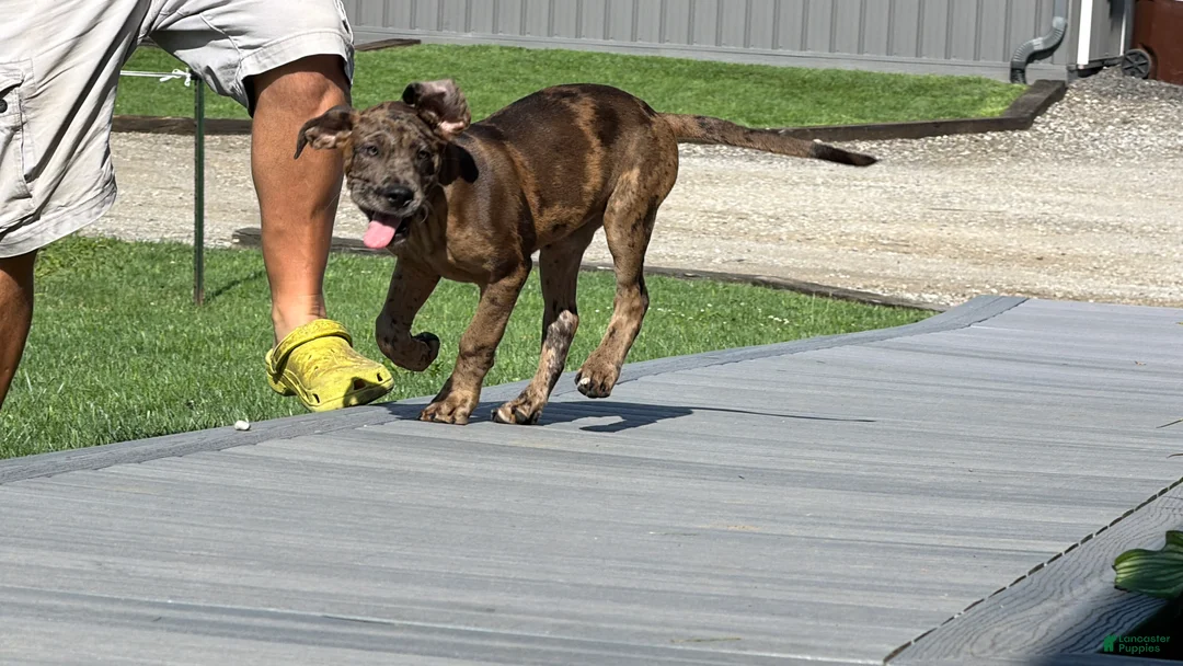 Great Dane dogs for sale: Melinda  - Ad 1