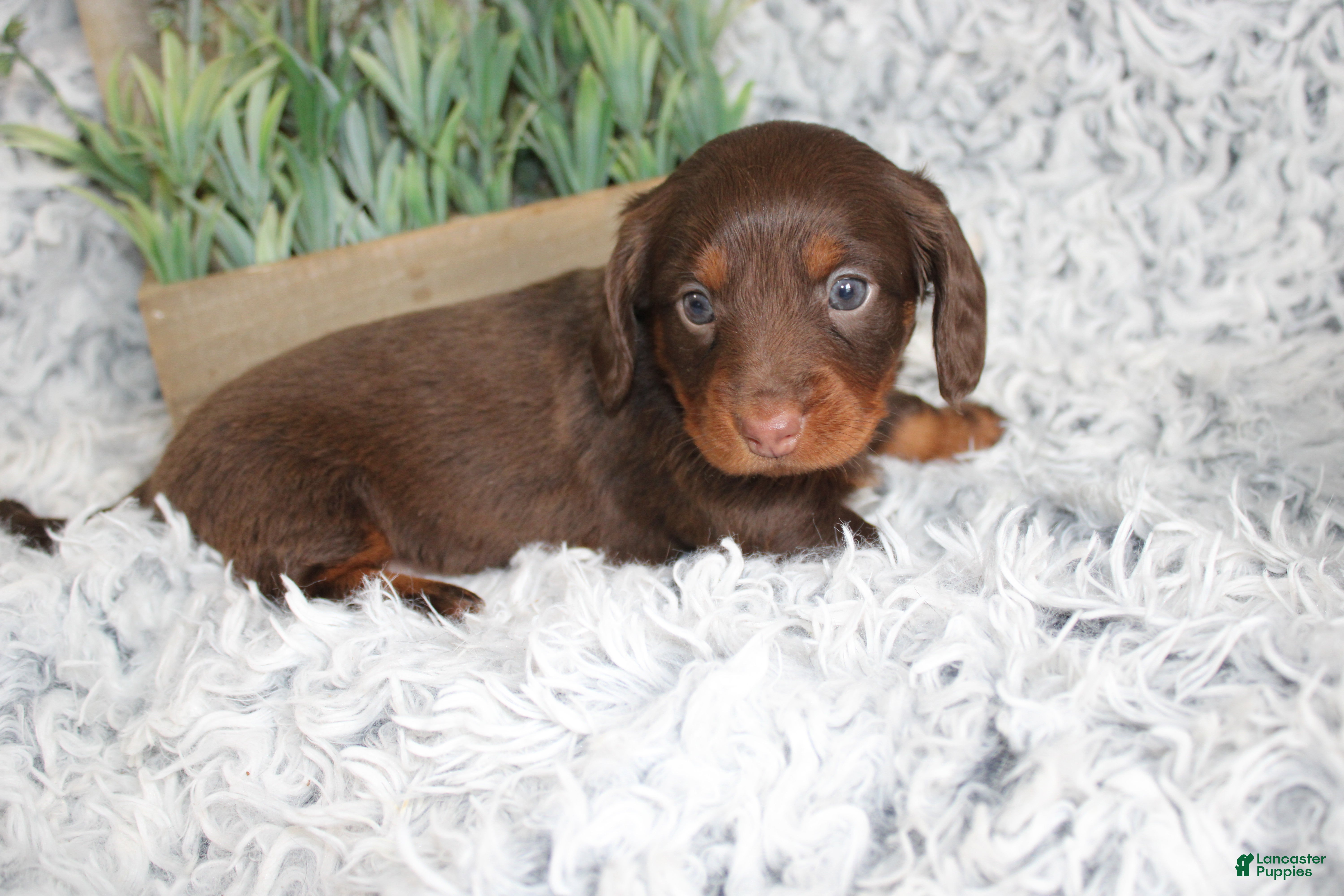 Dachshund dogs PERCY - Ad 2