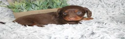 Dachshund dogs for sale: PERCY - Ad 2