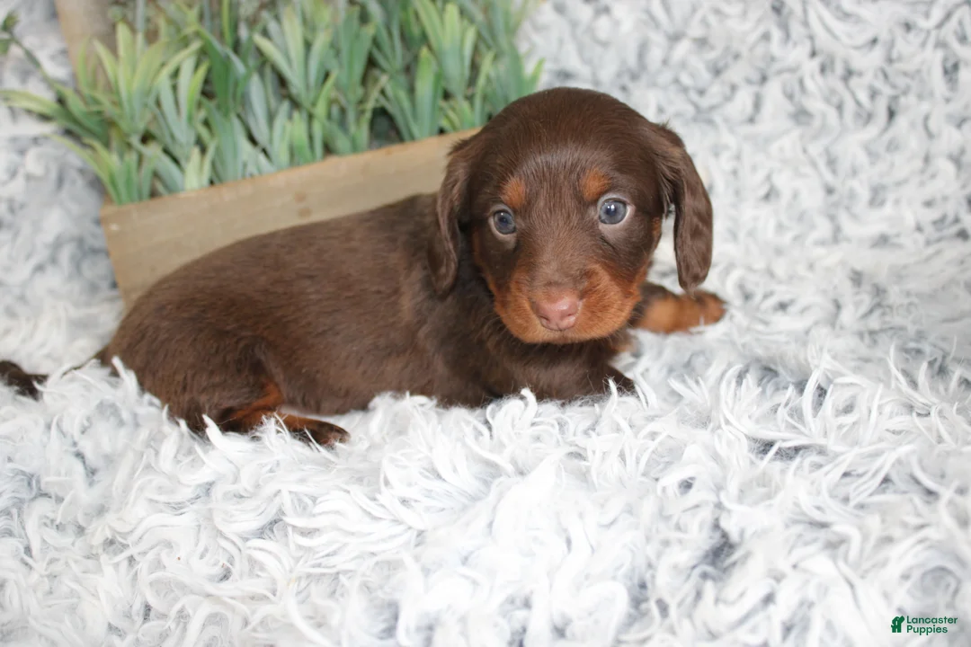 Dachshund dogs for sale: PERCY - Ad 2