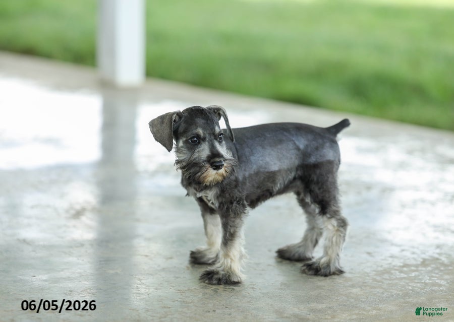 Miniature Schnauzer dogs Francis - Ad 1