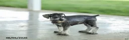 Miniature Schnauzer dogs for sale: Francis - Ad 1
