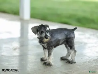 Miniature Schnauzer dogs for sale: Francis - Ad 2