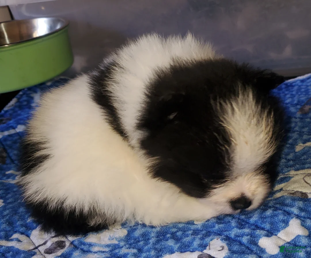 Pomeranian dogs for sale: Pomeranian Puppy 1 - Ad 1