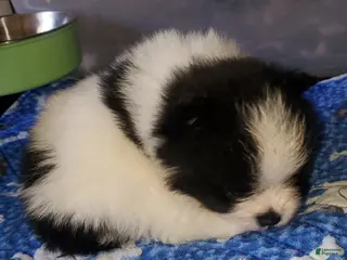 Pomeranian dogs Pomeranian Puppy 1 - Ad 14