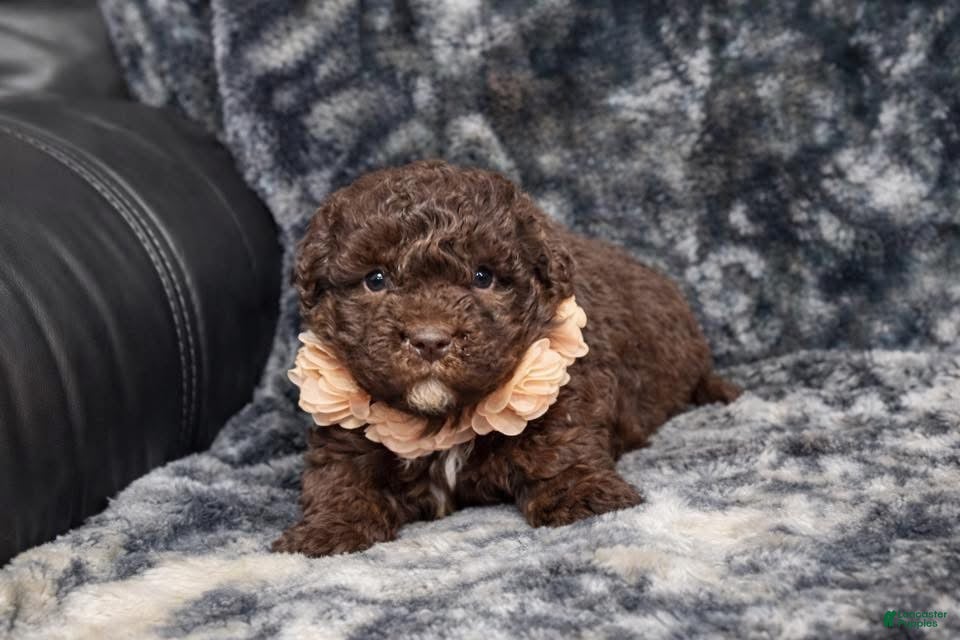 Mini Aussiedoodle dogs Mocha - Ad 32
