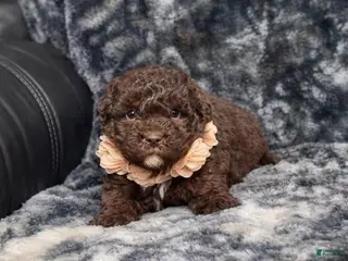Mini Aussiedoodle dogs Mocha - Ad 32
