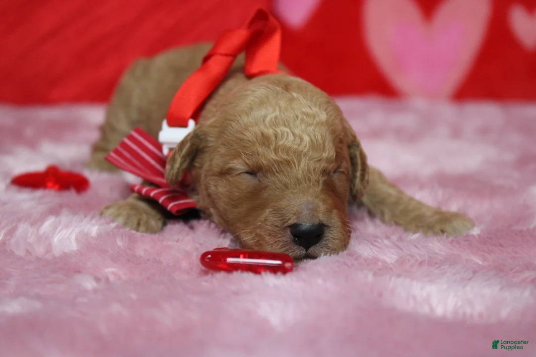 Goldendoodle dogs for sale: Pibb - Ad 3