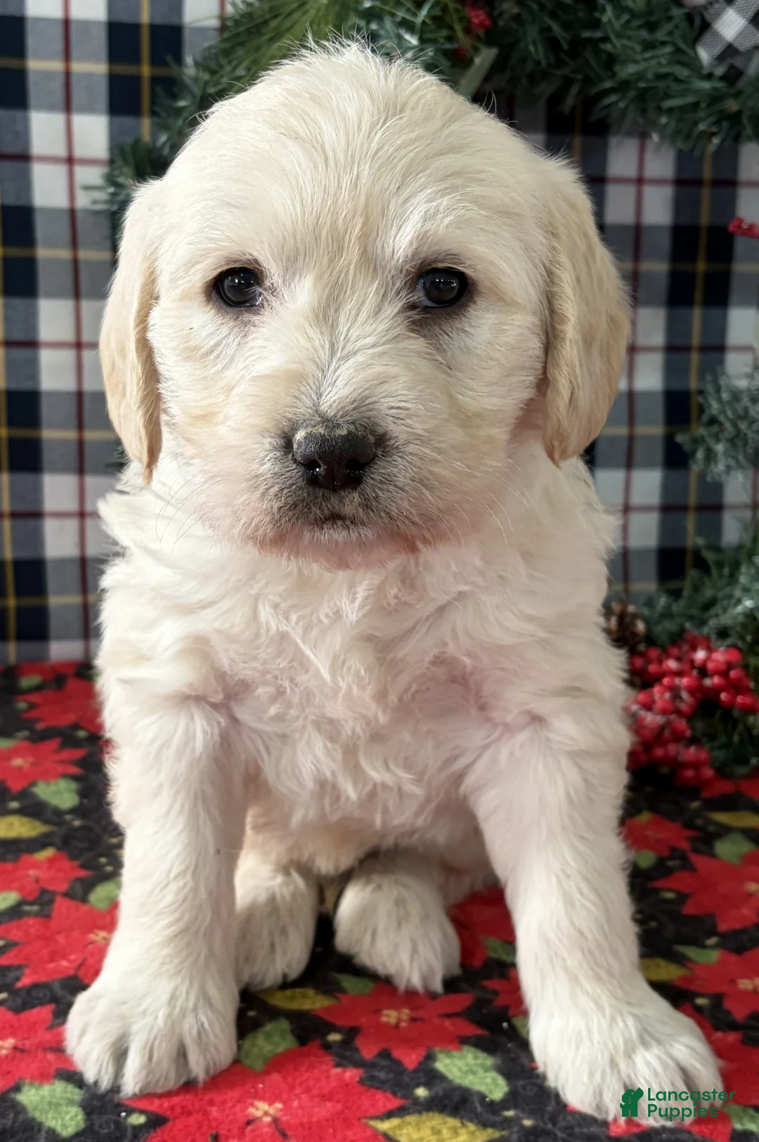 Miniature Labradoodle dogs for sale: Cash - Ad 3